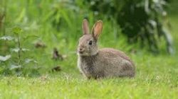 Как отпугнуть кроликов от садово-огородного участка