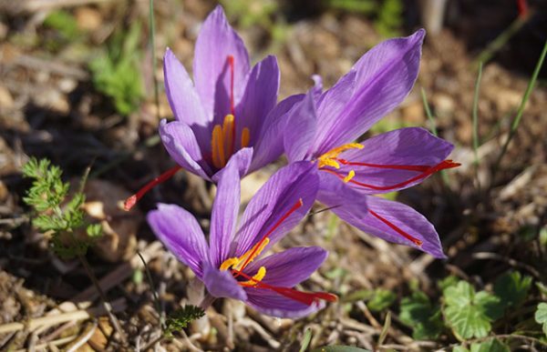 Crocus sativus (Шафран посевной)