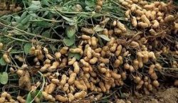 Как выращивать арахис