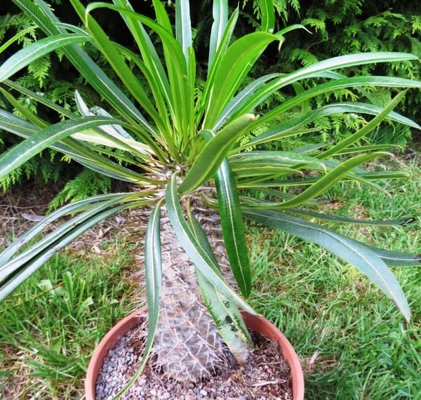 Пальма Мадагаскара(Пахиподиум Ламера)