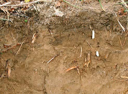 Что такое глинистая почва