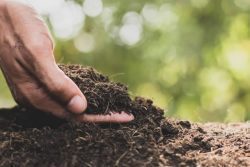 Здоровая почва и как ее содать