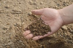 Способы повышения кислотности почвы