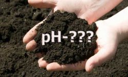 Как проверить pH почвы