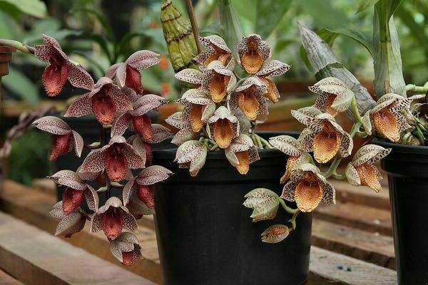 Орхидея катасетум