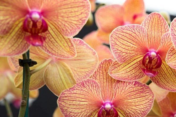 Орхидея-калейдоскоп (также известная как калейдоскоп Балдана)