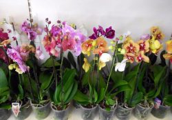 Советы по выращиванию орхидеи-мотылька