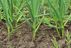 Лучший тип почвы для выращивания чеснока