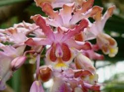 Орхидея Шомбургкия