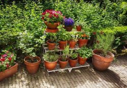 Как подготовить комнатные растения к переезду на улицу на лето