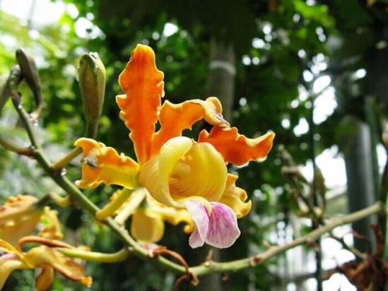 Орхидея Шомбургкия