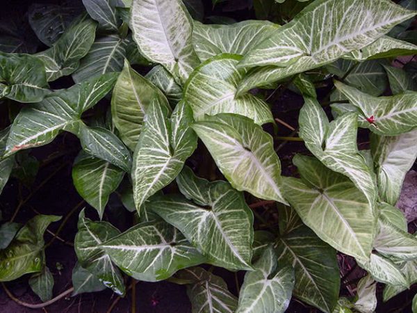 Сингониум ножколистный (Arrowhead plant) - посадка и уход