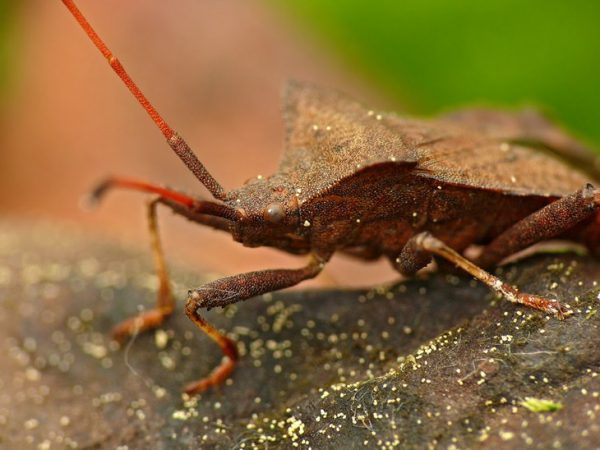 Как избавиться от жукоа Краевики (Leaf-footed bugs)
