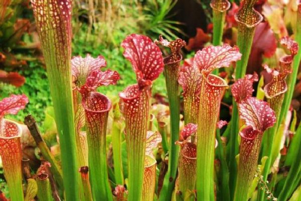 Саррацения пурпурная (Purple pitcher plant) - посадка и уход