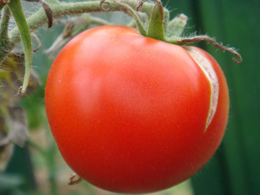 Как не позволить помидорам трескаться