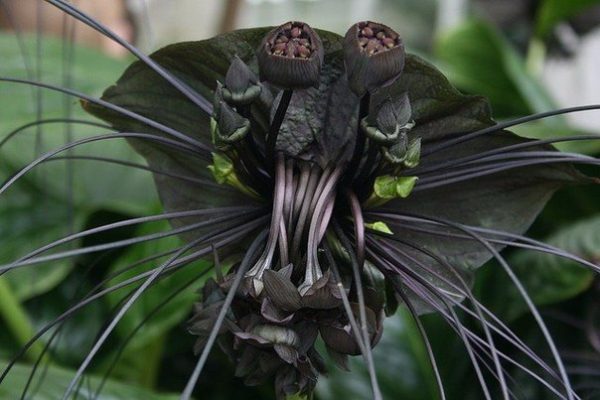 Такка Шантрье (Tacca chantrieri)