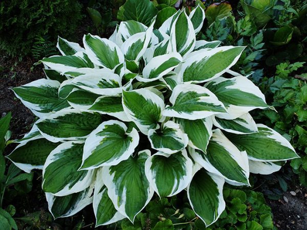 Хоста Франси (Hosta Francee)