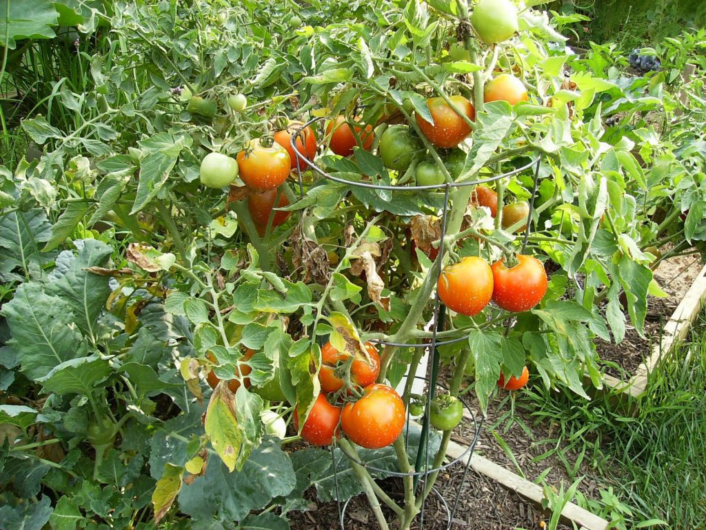 Томат селебрити (Celebrity tomato) - посадка и уход