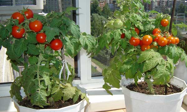 Как выращивать помидоры в контейнерах