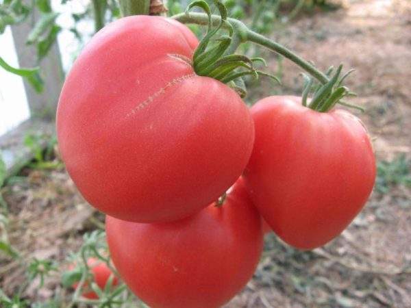 Томат Бычье сердце (Beefsteak tomato)