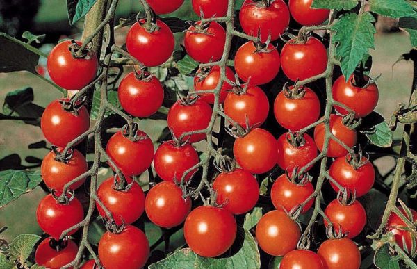 Томат черри (Cherry tomato)
