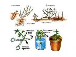 Как размножать растения стеблевыми черенками