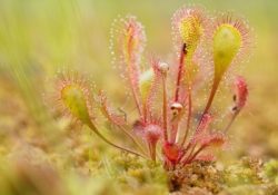 Росянка (Sundews)