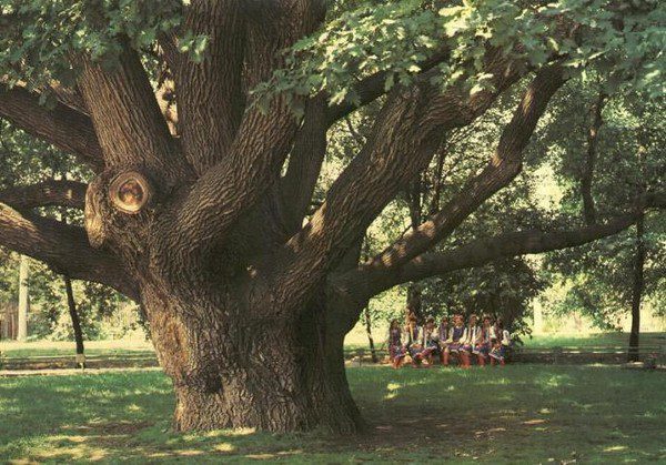 Дуб виргинский (Southern live oak) - посадка и уход