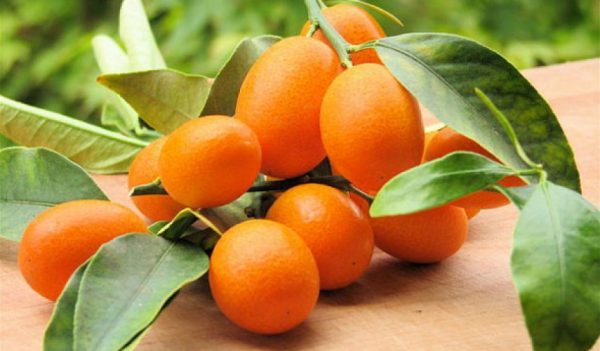 Kumquat: výsadba a péče o strom