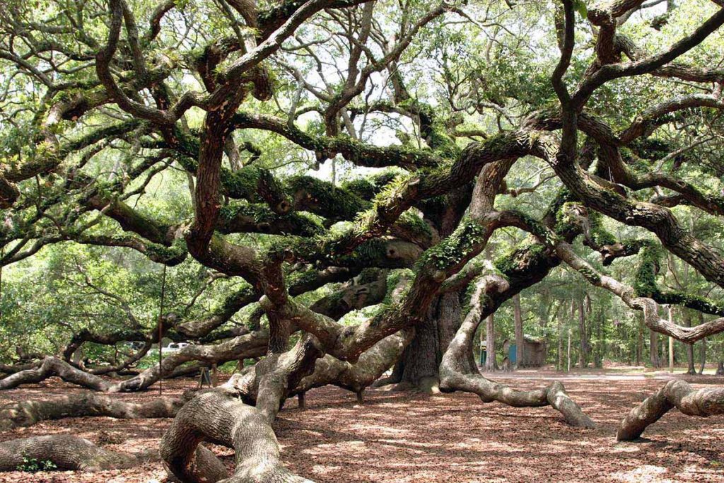 Дуб виргинский (Southern live oak) - посадка и уход