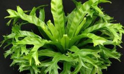 Костенец гнездовой (Bird's-nest fern) - посадка и уход