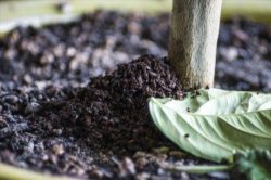5 простых способов использовать кофейную гущу в саду