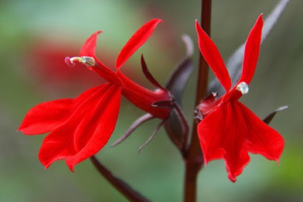 Лобелия пурпурная (Cardinal flower)