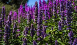 Многоколосник(Agastache) - посадка и уход