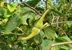 Corylus cornuta