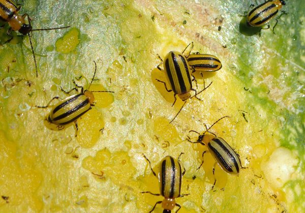 Выявление и борьба с жуками-огурцами и их личинками