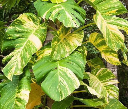 Почему листья Эпипремнума становятся желтыми?