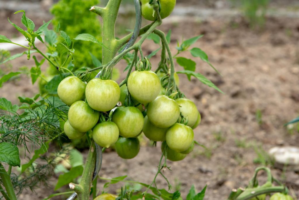 6 грубых ошибок при выращивании томатов. Как все исправить