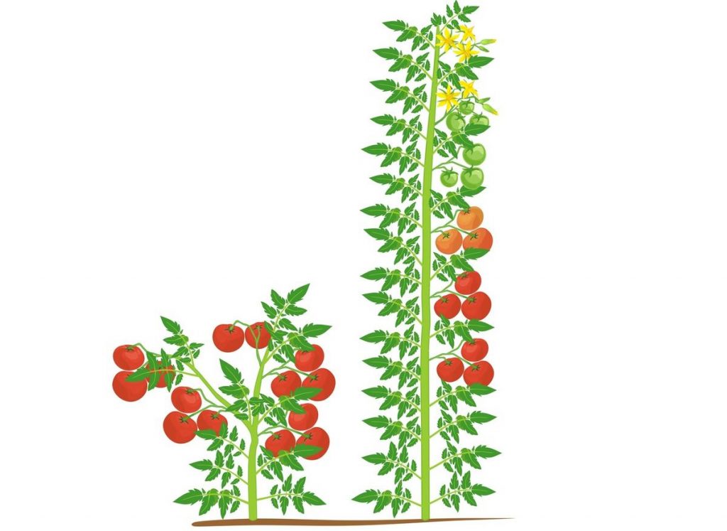 6 грубых ошибок при выращивании томатов. Как все исправить