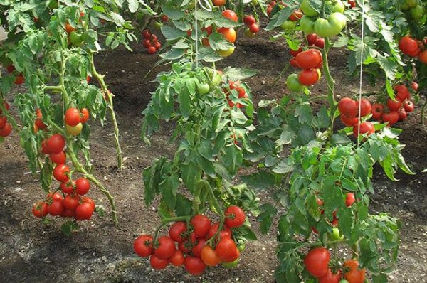 Как разместить помидоры на грядке