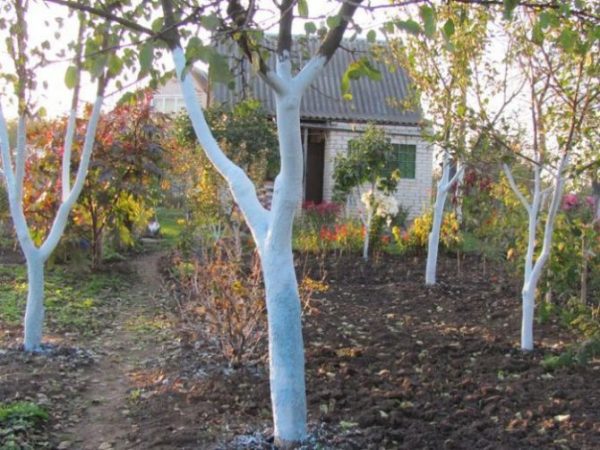 Белим-красим: средства для побелки садовых деревьев