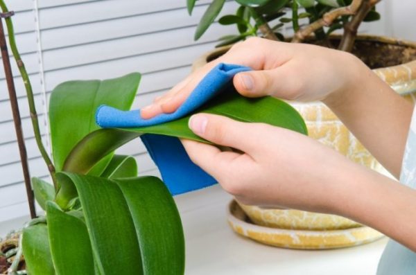 Как очистить листья комнатных растений