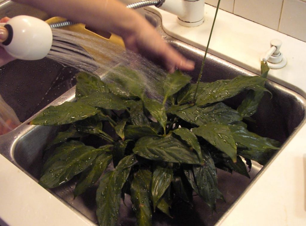 Как очистить листья комнатных растений