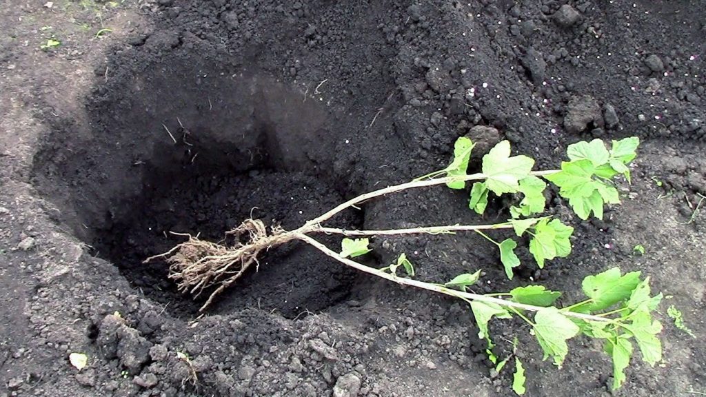 Полезная колючка: проверенные сорта крыжовника и секреты его выращивания