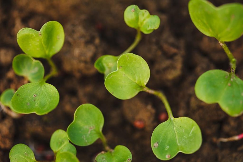 12 секретів вирощування розсади капусти