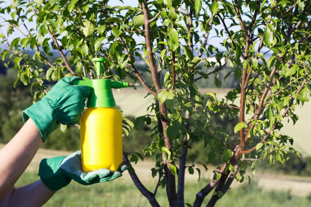 Як обробляти плодовий сад без хімії. Програма біозахисту з квітня до жовтня
