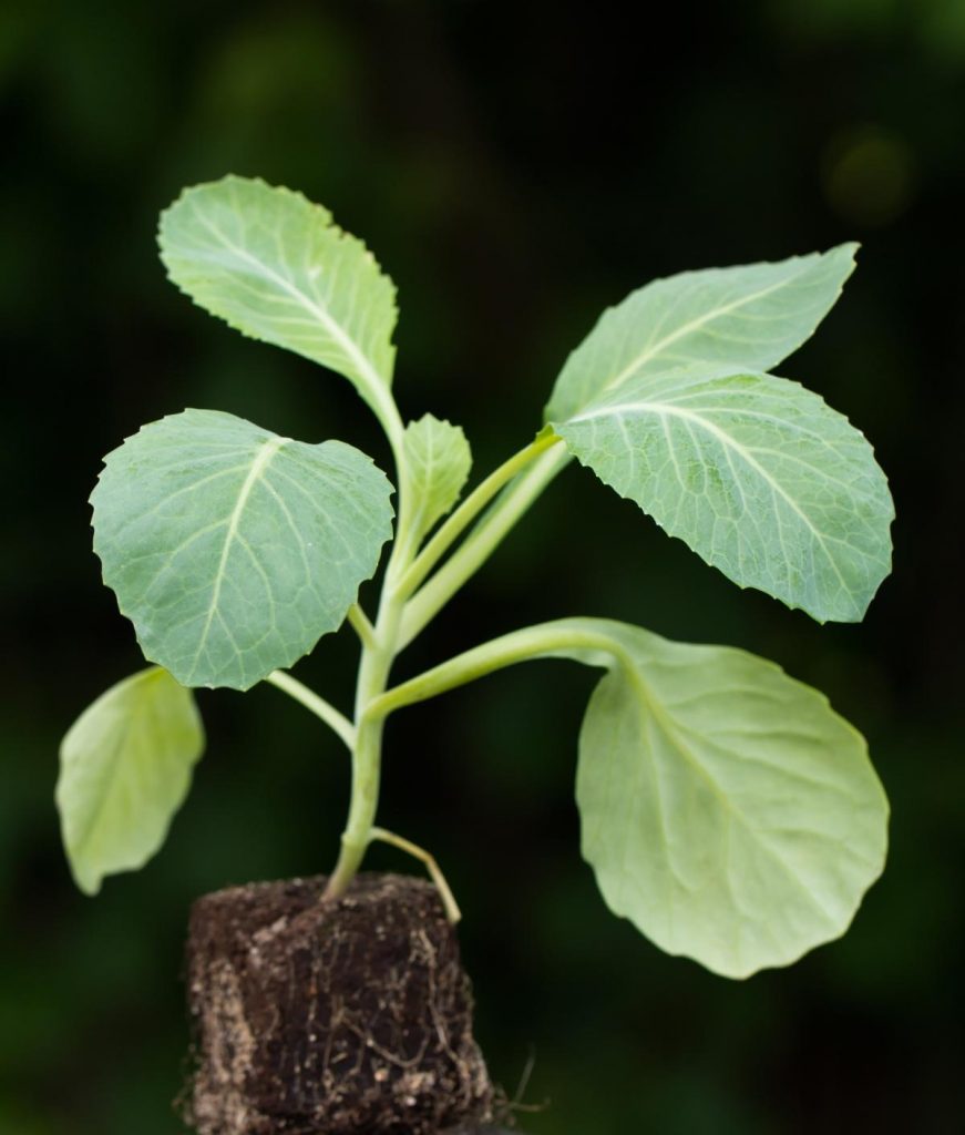 12 секретів вирощування розсади капусти