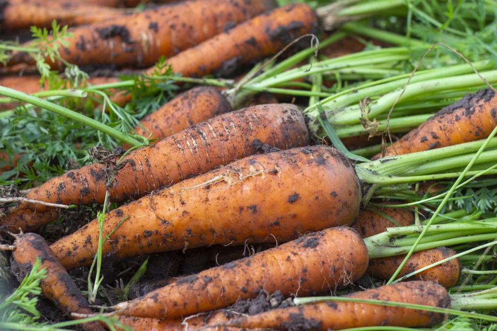Як підготувати насіння моркви до сівби. Дружні сходи гарантовані