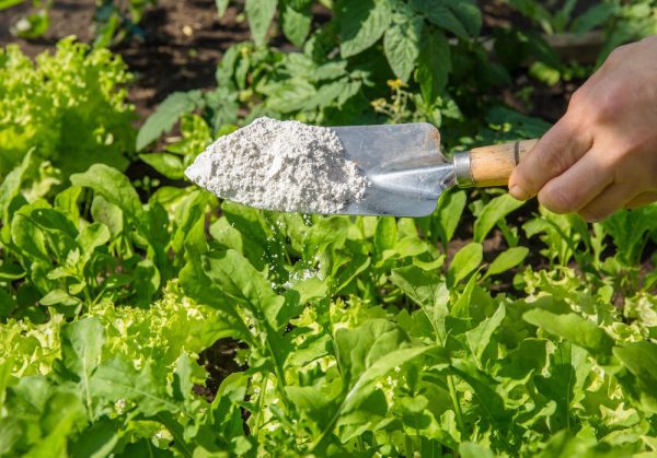 Как улучшить почву для рассады и цветов