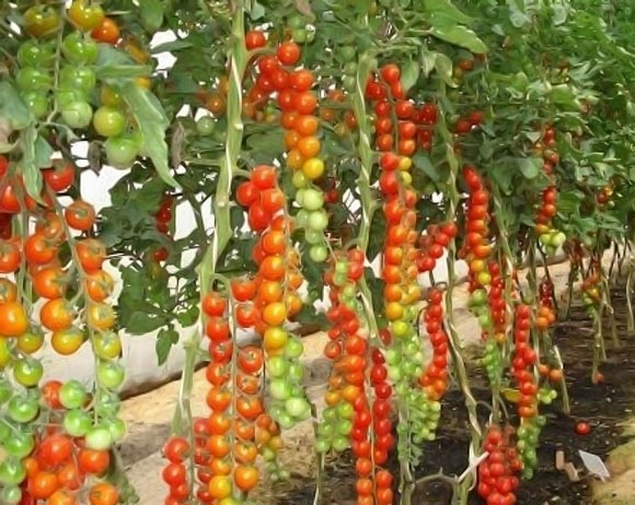 Тонкости формирования детерминантных томатов в открытом грунте